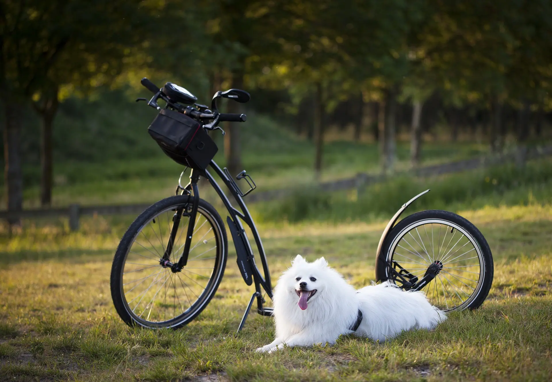 süßes Hundegeschirr